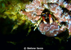 A very tiny crab... by Stefano Sacco 